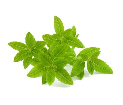 有機新鮮檸檬馬鞭草 100公克 (含梗)