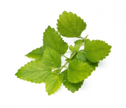 有機新鮮檸檬香蜂草 (10公克)