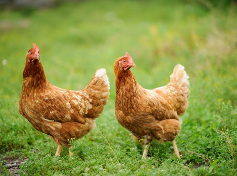 秧田良品雞影片(吃奇萊山下有機香草)